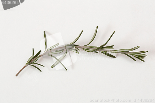 Image of Rosemary