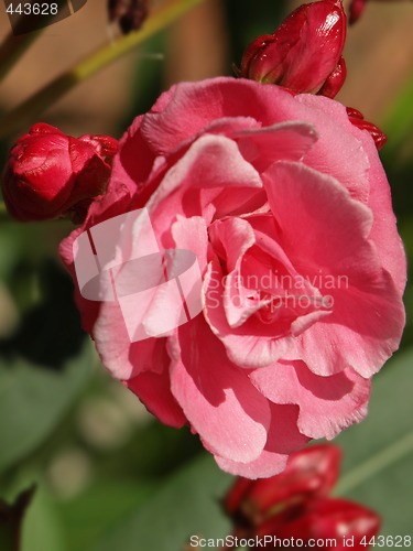 Image of rose laurel