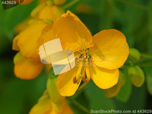 Image of orange flowers