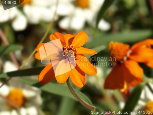 Image of orange zinnias