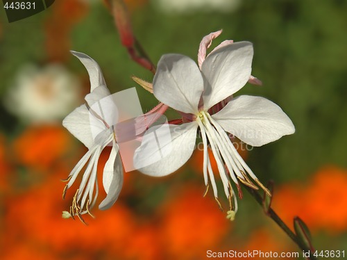 Image of exotic white flowers