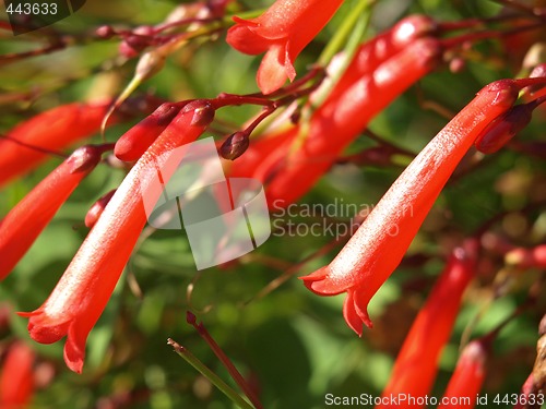 Image of red bellflowers