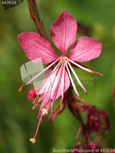 Image of exotic pink flower