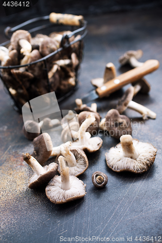 Image of mushrooms