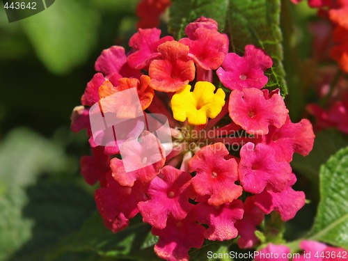 Image of lantana flowers