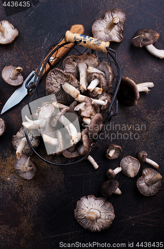 Image of mushrooms