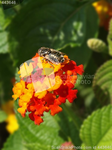 Image of fly on a lantana flower