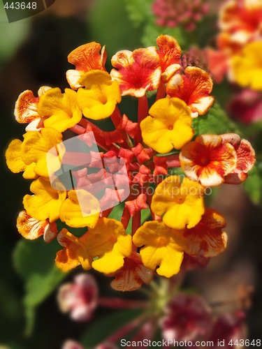 Image of red orange and yellow lantana flowers