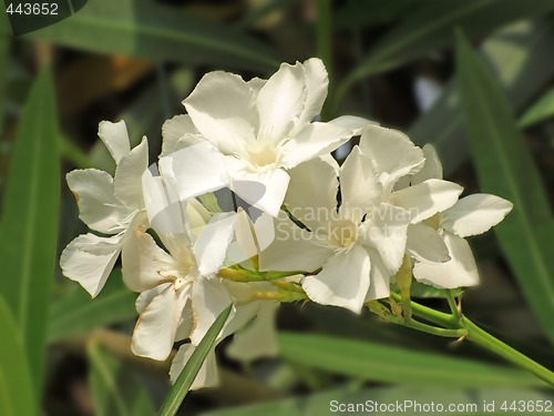 Image of white oleander