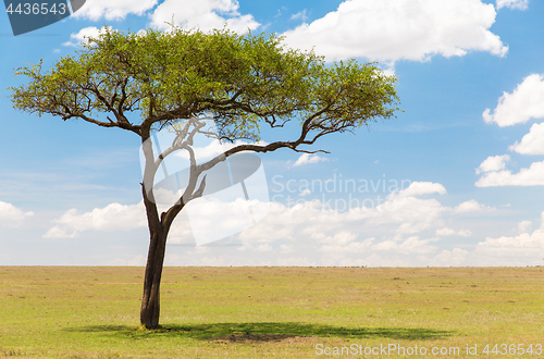 Image of acacia tree in african savanna