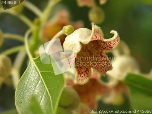 Image of white bellflower