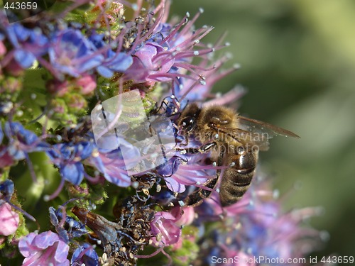 Image of bee at work