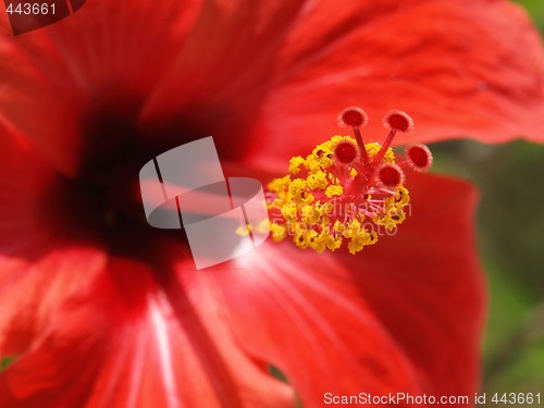 Image of red hibiscus