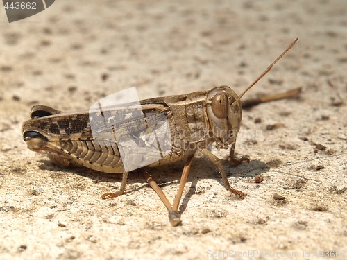 Image of grasshopper