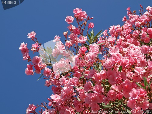 Image of Rose Laurel