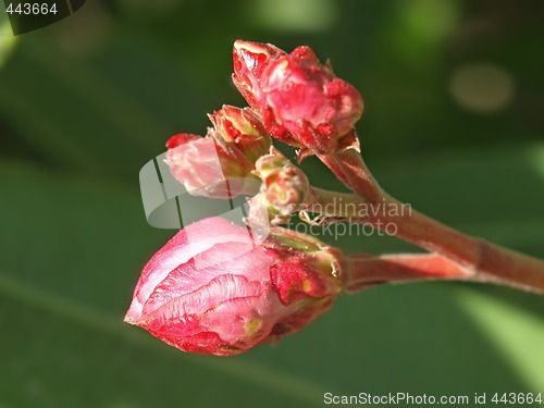 Image of rose laurel buds