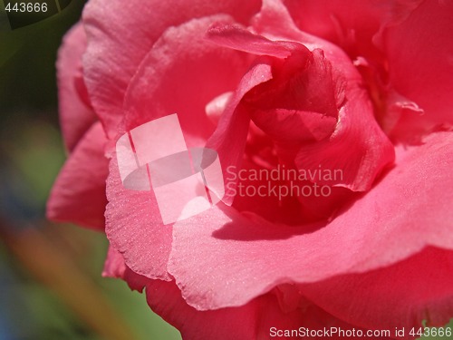 Image of rose laurel flower