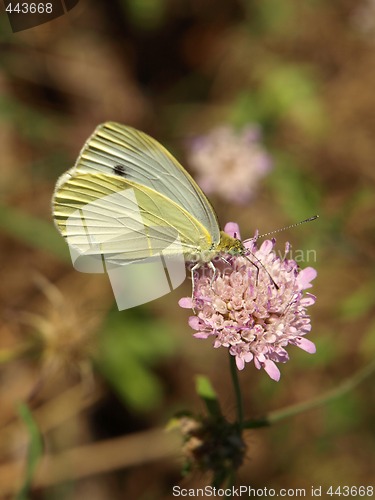 Image of butterfly on a flower