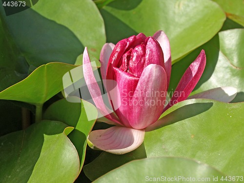 Image of water lily