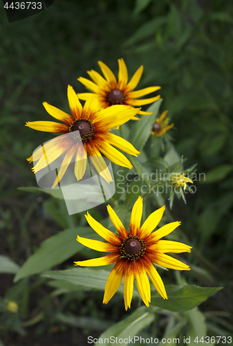 Image of Yellow flowers of Rudbeckia