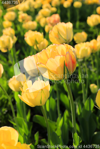 Image of Beautiful bright yellow spring tulips