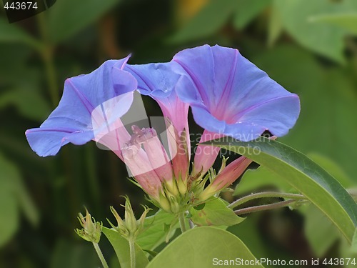 Image of morning glories