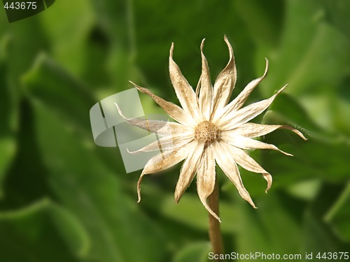 Image of white flower