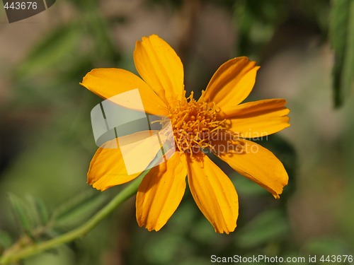 Image of orange zinnia