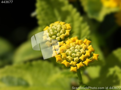 Image of yellow lantana