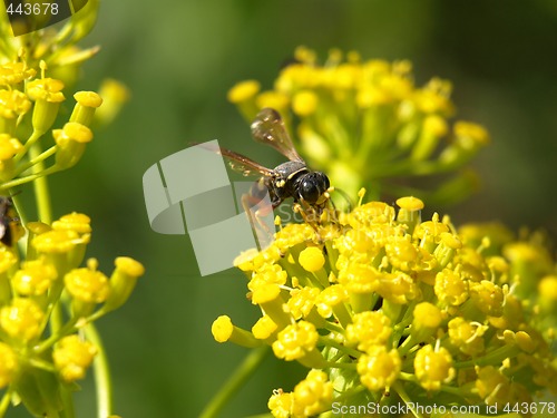 Image of bee on a fennel