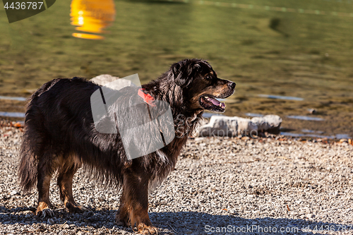 Image of Bernese Mountain Dog