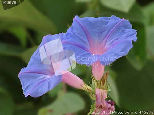 Image of morning glories