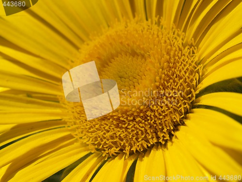 Image of yellow flower