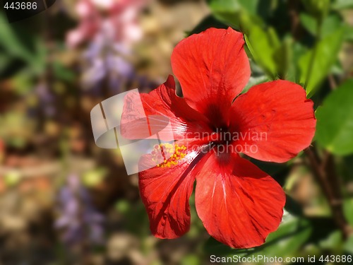 Image of red hibiscus