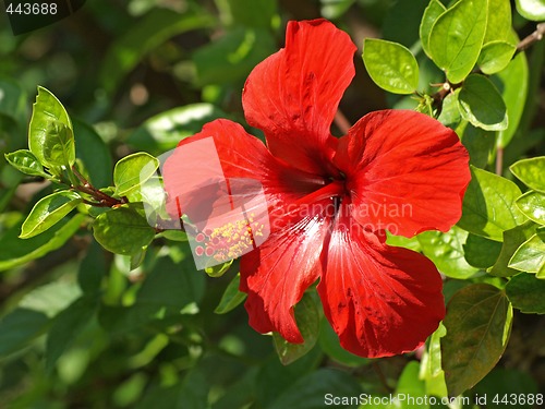 Image of red hibiscus