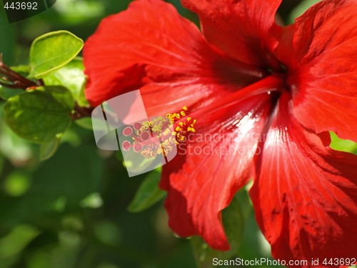 Image of red hibiscus