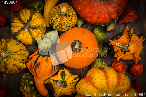 Image of Thanksgiving and Halloween pumpkins