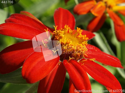 Image of red zinnia