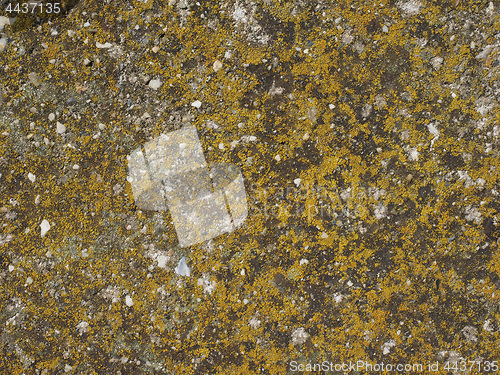 Image of Moss plants on a rock
