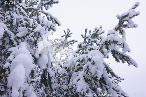 Image of Winter landscape