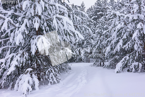 Image of Winter landscape