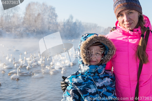 Image of Beautiful white whooping swans