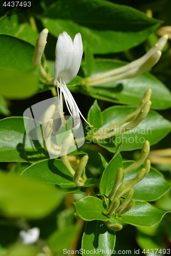 Image of Japanese honeysuckle