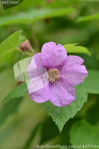 Image of Flowering raspberry