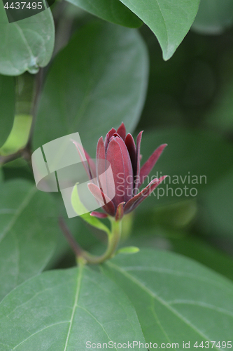 Image of Carolina allspice