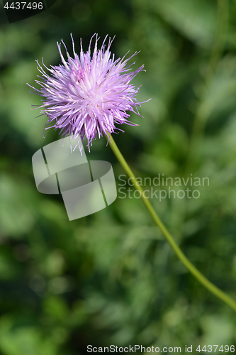 Image of Pink flower