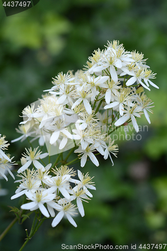 Image of Erect clematis