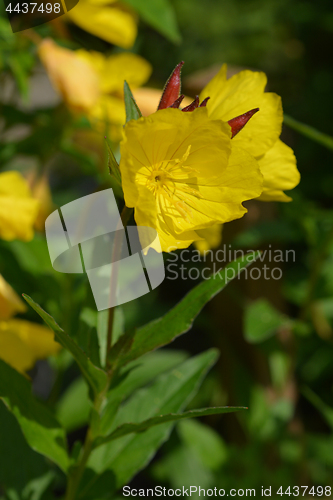 Image of Narrowleaf evening primrose