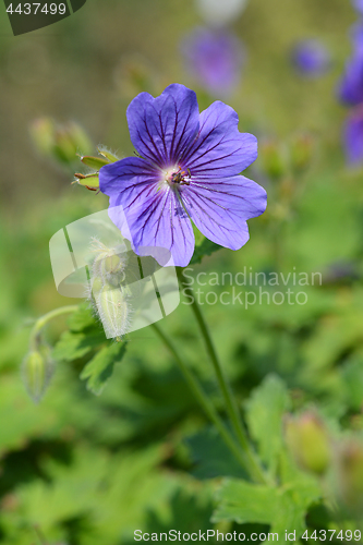 Image of Purple cranesbill Rosemoor