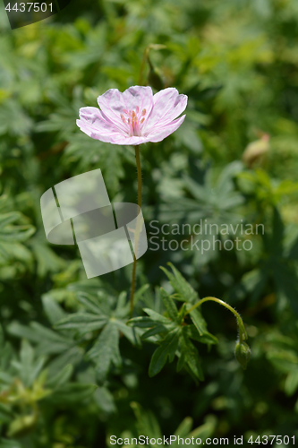 Image of Striped bloody cranesbill